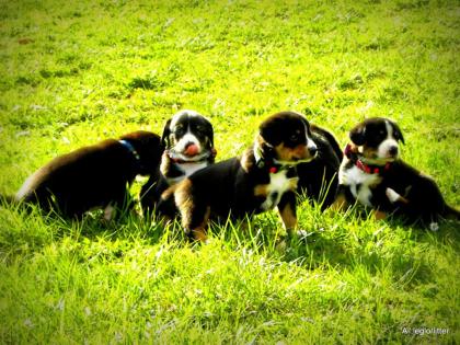 Entlebucher sennenhund welpen-FCI pedigree (PRA-A x PRA-A)