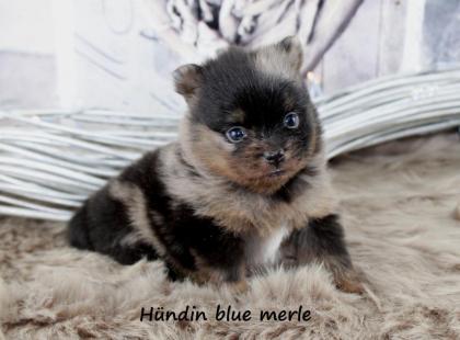 Pomeranianwelpe bluemerle