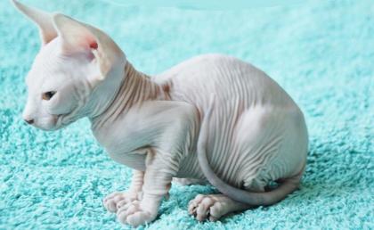 Canadische Sphynxkatzen mit ehrlichen Tasthaaren!