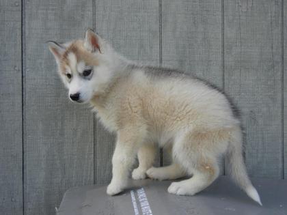 Husky Welpen zu verkaufen, mit FCI Papieren