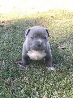 * Wurfankündigung* American Pitbull - American Staffordshire Terrier Welpen ? ? 