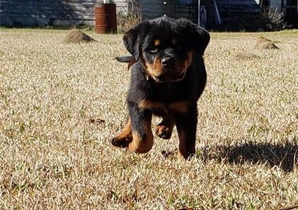 Wunderschöner Rottweiler Welpe aus Top-Verpaarung Wurfankündigung