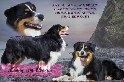 Wunderschöner Australian Shepherd Deckrüde mit ASCA Papieren