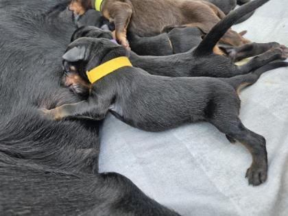 Dobermann welpen ab Ende Juli abzugeben