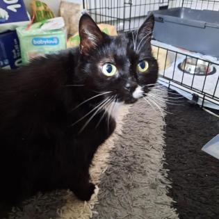LINA - europäische Kurzhaarkatze - 9 Jahre - Tierhilfe-Franken e.V.