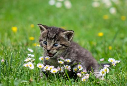 Nebenjob als Katzensitter zu vergeben! Katzenbetreuung - Katzensitting - Tierbet
