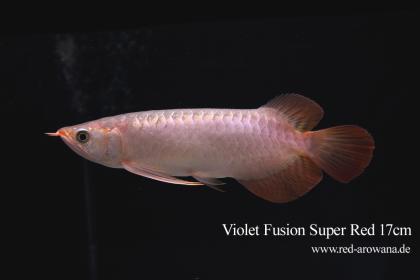 Asiatische Arowanas (Drachenfische)