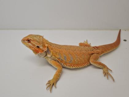 Seltene rote Bartagamen Pogona Vitticeps zu kaufen