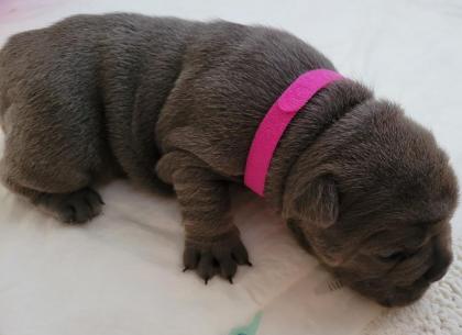 Französische Bulldogge - Welpen in blau / blue & blue-tan mit Ahnentafel