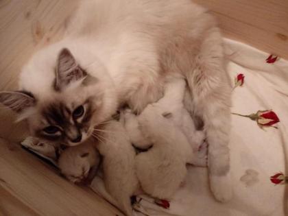 Ragdoll Traumkitten suchen neues Zuhause auf Lebenszeit....