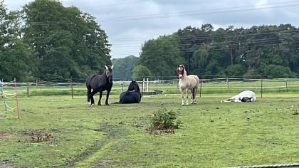 Offenstall mit Trail in Verl/ Sende hat Platz für 1-2 Pferde/ Ponys