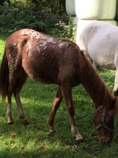 Pony Kinder Pony Mutter POA Leopard Zeichnung Stute 1 Jahr 1, 25