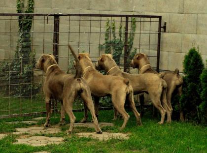 American Bandogge Mastiff