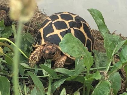 Sternschildkröten NZ2021 ( Geochelone elegans )