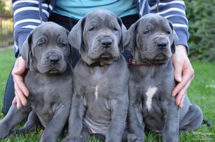 Reinrassige Deutsche Doggen Welpen sofort abzugeben mit Papieren