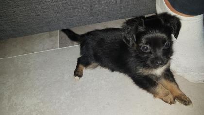 Teacup chihauhua yorki mix Langhaar zu verkaufen