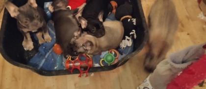 Französische Bulldoggen Welpen