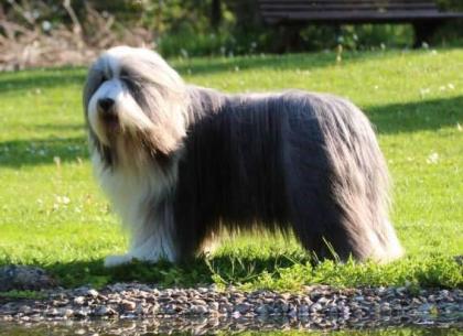 Bearded Collie - einzigartige Welpen FCI/ VDH