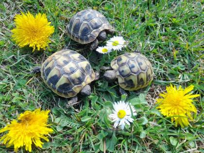 Griechische Landschildkröten