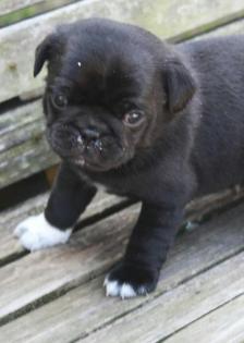 Mops Welpen
