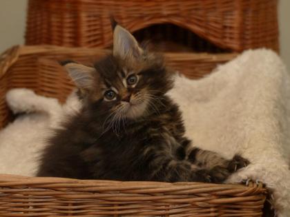 Maine Coon Babys