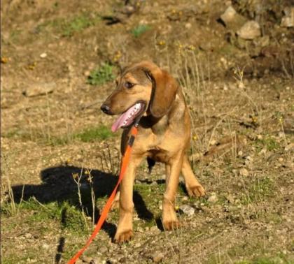 Rudi sucht ein passendes Zuhause