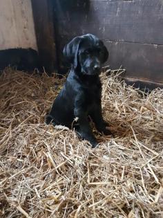 Labrador Rüde