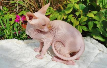 Canadische Sphynxkatzen mit ehrlichen Tasthaaren!