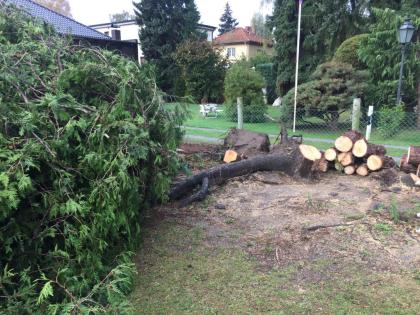 Wurzelfräsen Stubbenfräsen Wurzel Baumwurzel Stubben zu entfernen