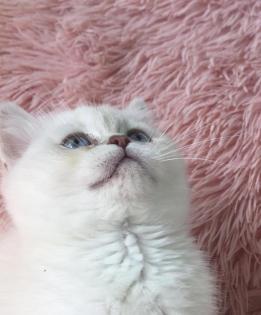 Echte British Shorthair Kitten in lilac Golden shadet point mit Stammbaum