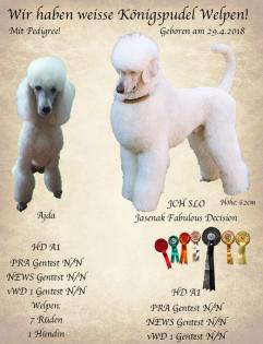 WELPEN WEßER KONIGSPUDEL - WHITE STANDART POODLE
