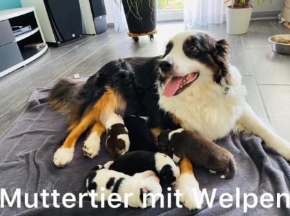 Australian Sheperd Welpen