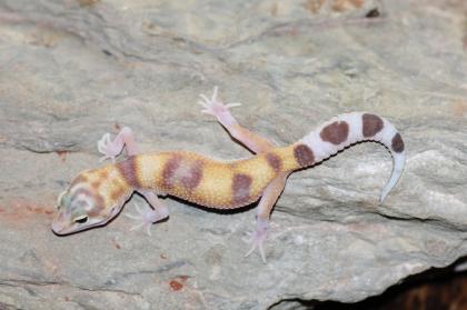 Leopardgecko Super Giant 0.1