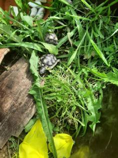 Landschildkröten Testudo Marginata Breitrandschildkröten NZ 2024