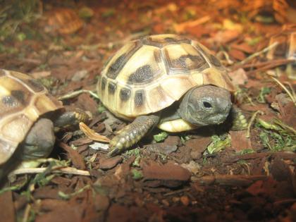 Landschildkröten, eigene Nachzuchten