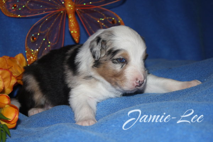 Wunderschöne Australian Shepherd Welpen mit ASCA-Papieren !!!