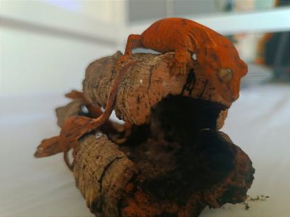 Gecko Hybrid (Chahoua x Crested)