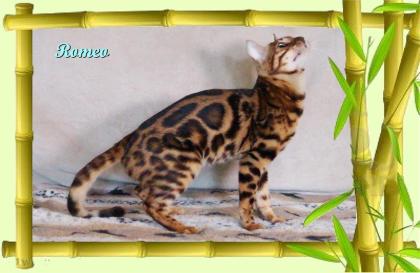 Exklusiver und pfiffiger Bengal Kater, Donat Rosetten, Eyecatcher, unkastriert!