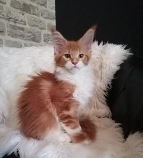 Maine Coon Mädchen mit Stammbaum sucht ab 06.09.2024 ..