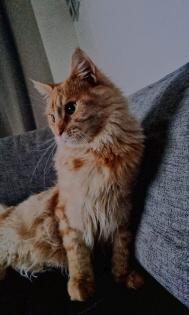 Mainecoon Creme kastriert