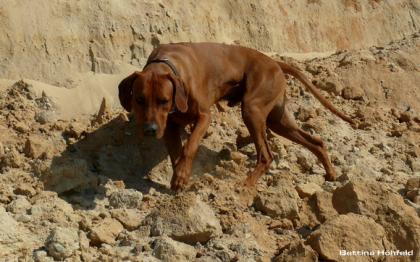 Rhodesian Ridgeback Deckrüde :: Bandele Bathani of S A H