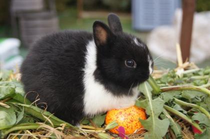 Mini-Zwergkaninchen (Löwenzwerge,Farbenzwerge, Löffelohren)