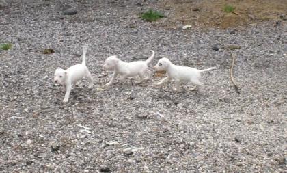 Dogo Argentino Welpen ab 25.05-0.7978