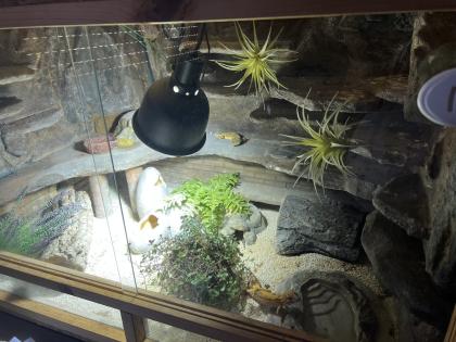 Terrarium mit 3 Leopardgeckos -vollausgestattet + Zubehör