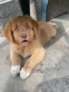 Nova Scotia Duck tolling Retriever Welpen