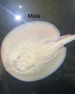 Potamotrygon Albino HYBRIDEN Golden Base