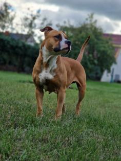 American Bully Welpen Standard / Classic