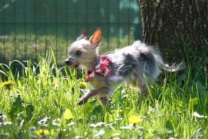 YORKI GIZMO - Mini Yorkshire Terrier - 15 Jahre - Tierhilfe-Franken e.V.