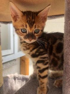 Bengal Kitten Charcoal reinrassiger TICACats-Stammbaum