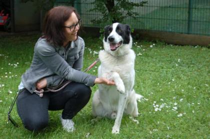 BADOU - Mix - 6 Jahre - Tierhilfe-Franken e.V.